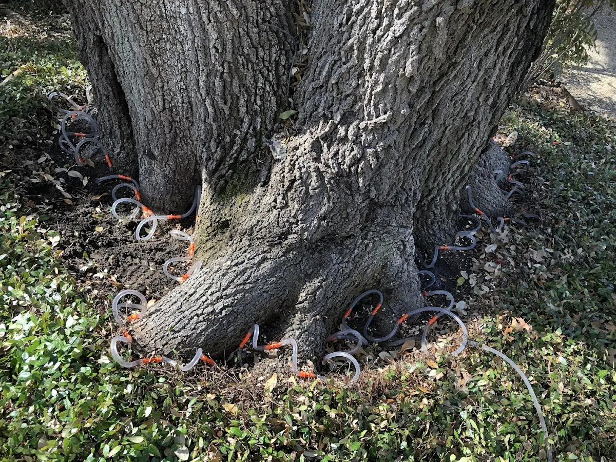 Detailed Tree Cabling and Bracing job site in Bunker Hill