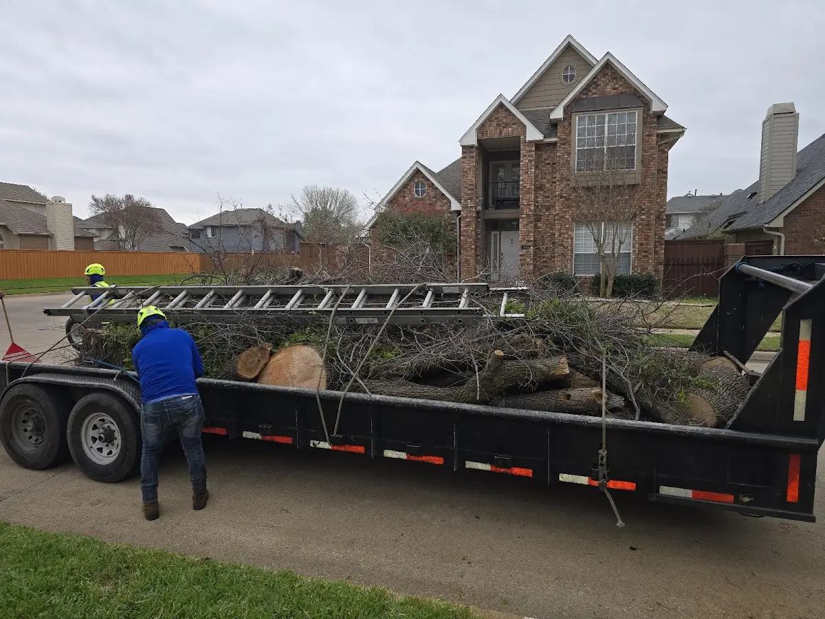 Expert Tree Pest Control with proper safety equipment in Bunker Hill